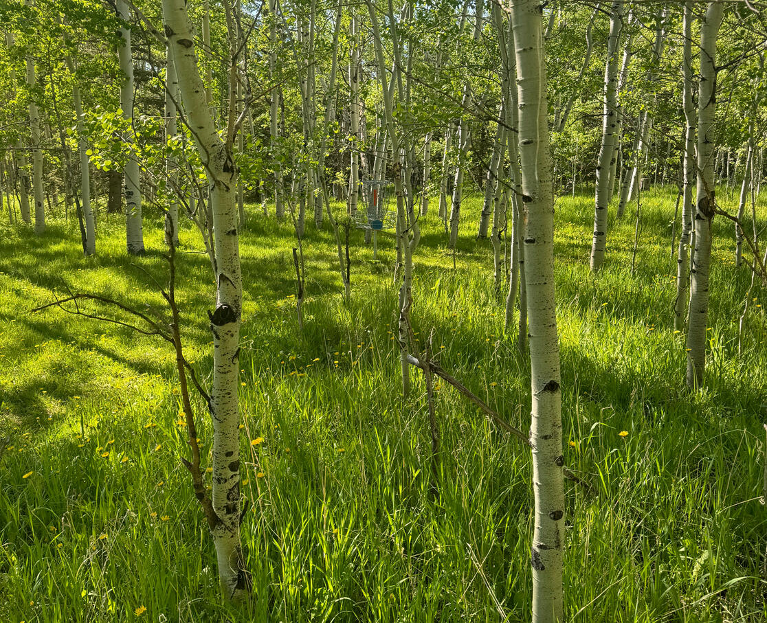 Golden Eagle Hole 3, Bellevue CO